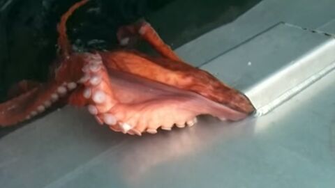 Une pieuvre s'échappe d'un bateau par un trou minuscule