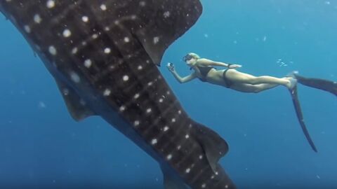 Extraordinaire rencontre entre une plongeuse et un requin-baleine (Vidéo)