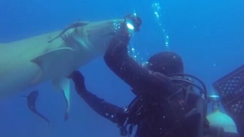 Un plongeur vient en aide à un requin avec un hameçon coincé dans le ventre