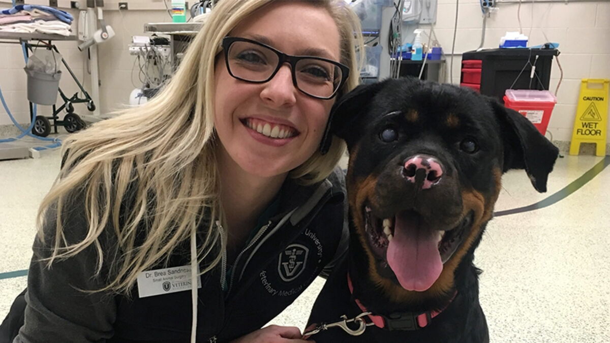 Une chienne échappe à la mort grâce à une greffe de peau... de poisson