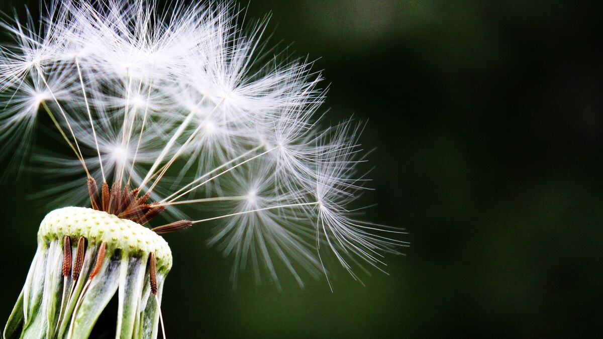 Allergie : calendrier des pollens et précautions à prendre