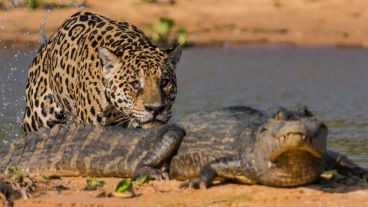 Vidéo : un jaguar plonge dans l'eau et attrape un caïman sous les