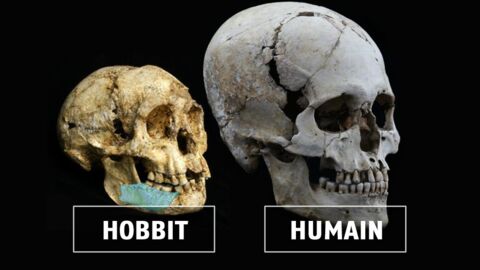 Le mystère du "Hobbit", l'homme de Florès, bientôt résolu grâce à de nouveaux fossiles ?