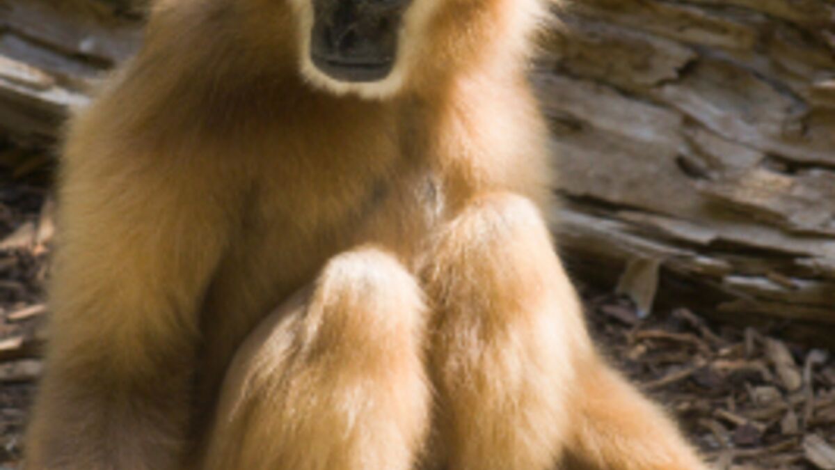 Le secret des incroyables sauts des gibbons enfin dévoilé