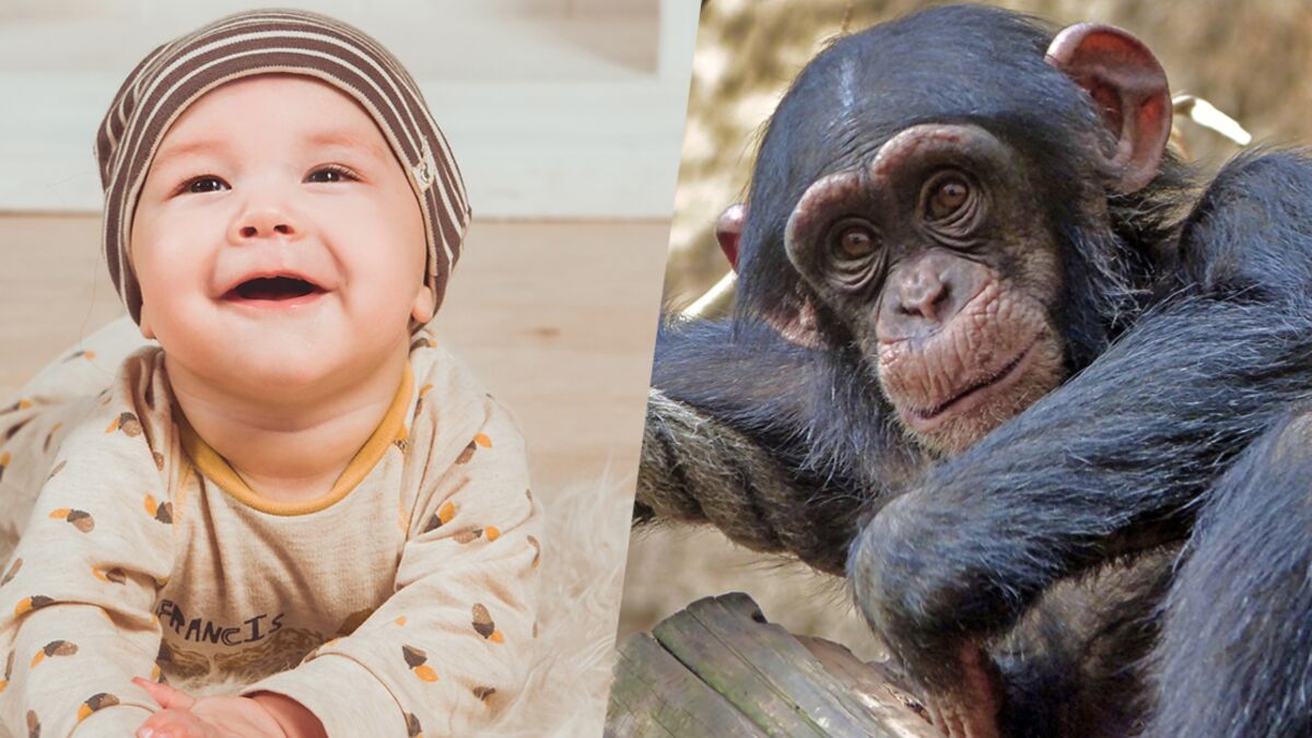 Nos bébés, pas plus intelligents que des singes ?