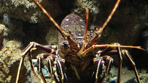 Des langoustes rouges réintroduites en Méditerranée