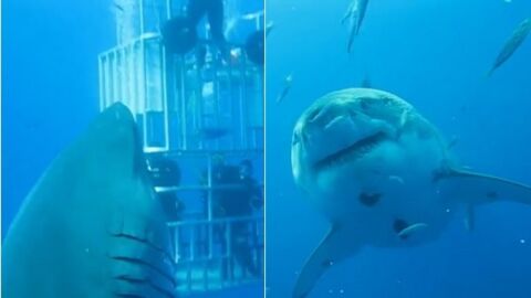 Une nouvelle vidéo de Deep Blue, l'un des plus grands requins blancs jamais observés