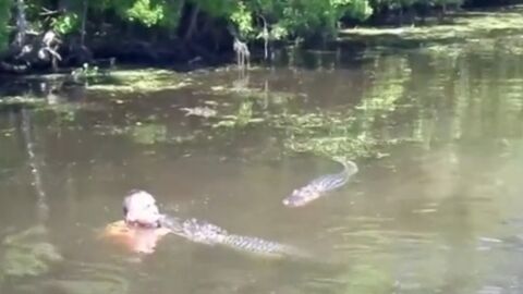 Etats-Unis : Un guide touristique s’amuse avec des alligators d’une réserve naturelle