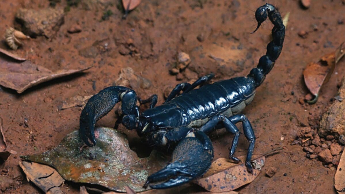 L Etonnant Comportement Maternel D Un Scorpion Asiatique