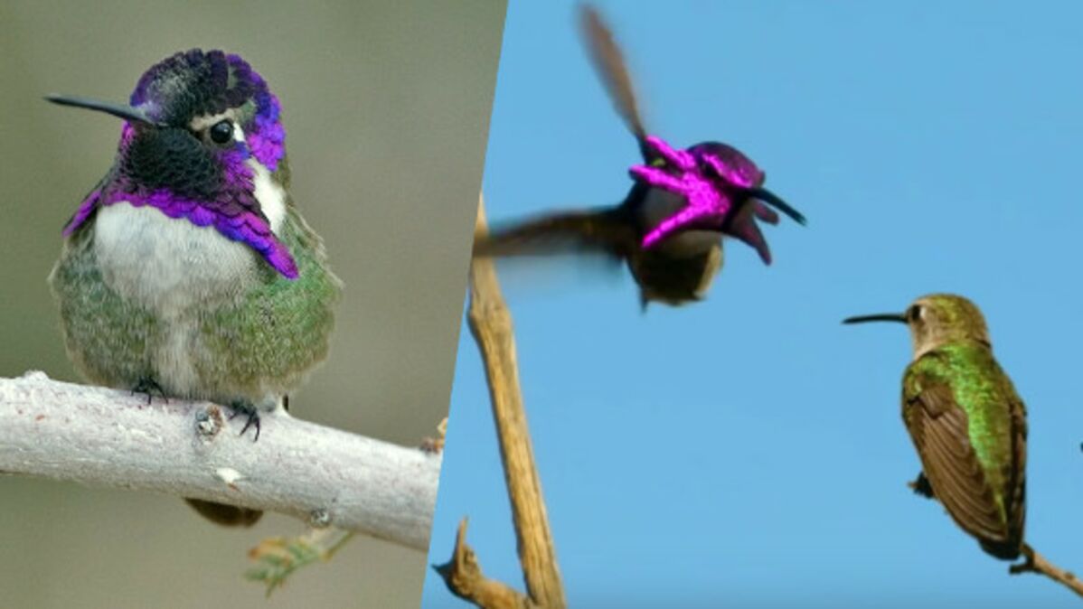 Les femelles colibris se « camouflent » pour ne pas être harcelées