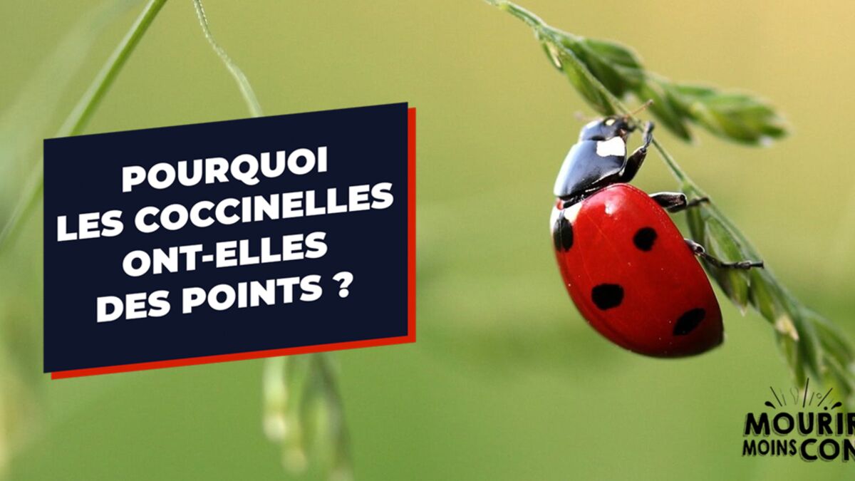 Pourquoi les coccinelles ont elles des points sur leur dos