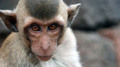 Greffe de tête sur un autre corps : des chercheurs affirment y être parvenus sur un singe