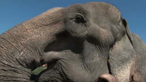 Un éléphant part enfin à la retraite après 50 ans de servitude en Thaïlande