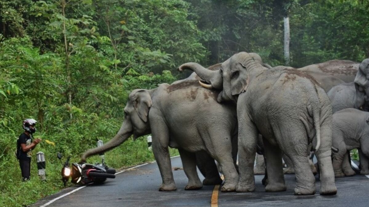 Продолжительность жизни слона в дикой природе