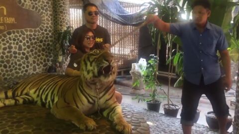 Une vidéo montrant un tigre forcé à faire des photos avec des touristes révolte le web