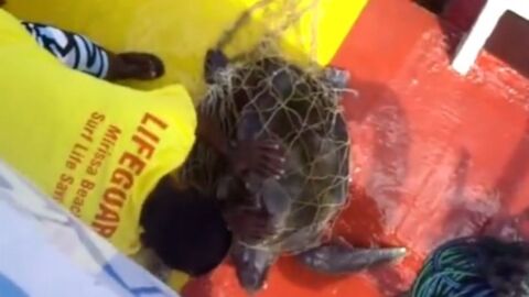 L'héroïque sauvetage d'une tortue de mer piégée dans un filet