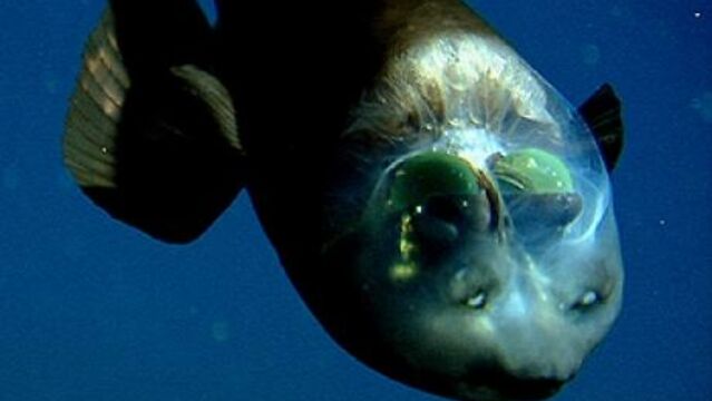 Un poisson au crâne transparent sème la confusion chez les scientifiques. -  Grands Titres