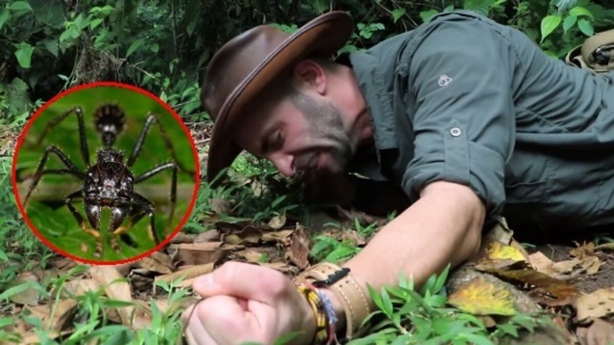 Voilà ce que ça fait de se faire piquer par une fourmi balle de fusil, la  piqûre la plus douloureuse au monde