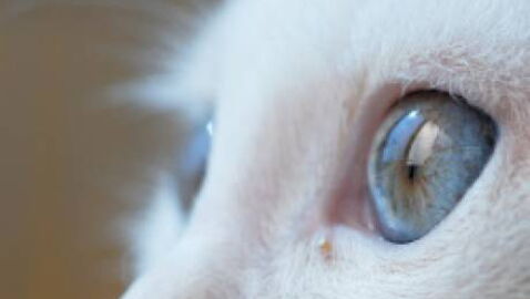 Des Produits En Peau De Chat Et Chien Vendus Sur Un Site Chinois