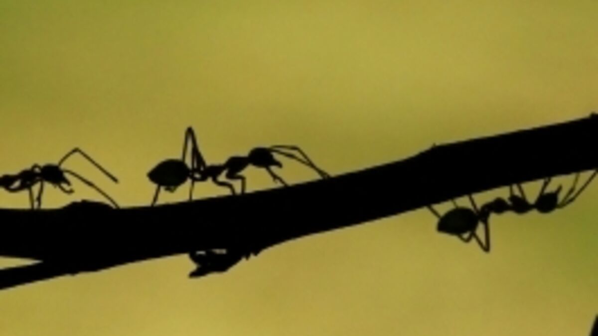 Ces fourmis décorent leur intérieur avec la tête de leurs ennemis
