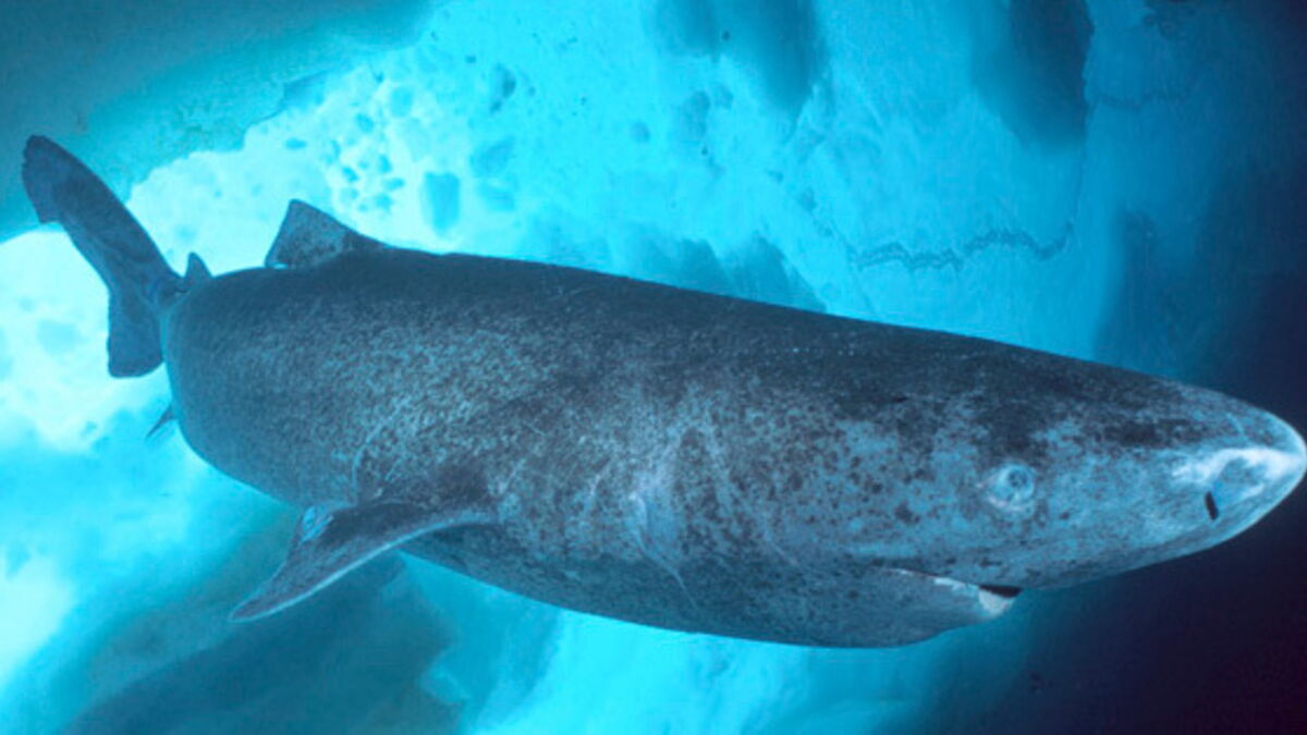 Un très rare requin dormeur filmé à l'intérieur d'un volcan sousmarin