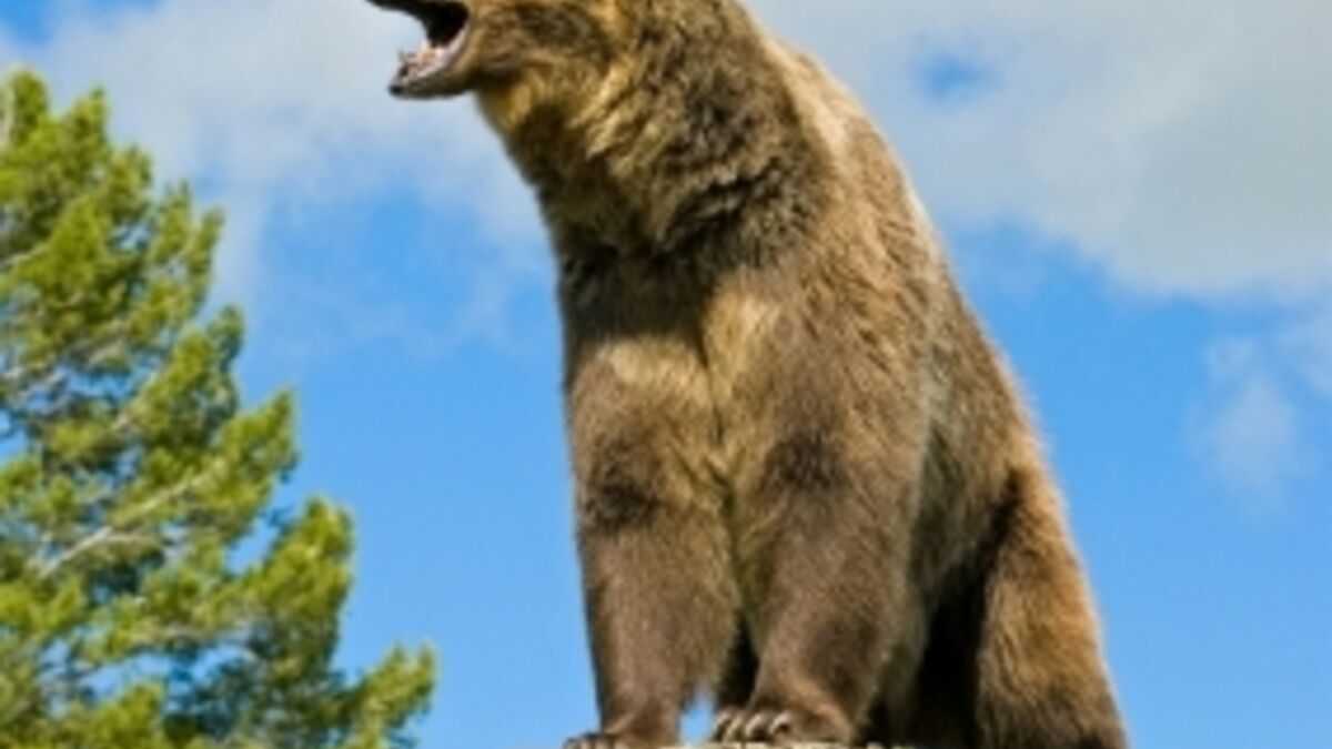 Un grizzly tue un randonneur au parc de Yellowstone