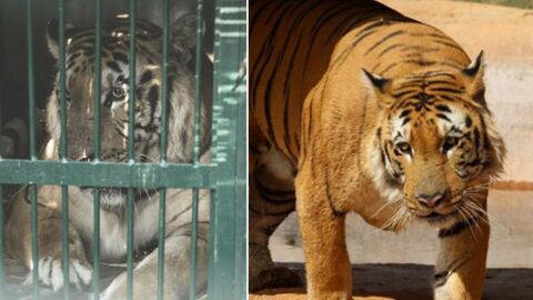 Laziz, le tigre du zoo de Gaza qui profite enfin de la vie après des années de calvaire