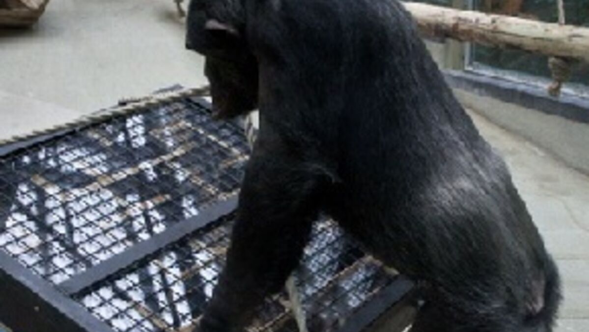 Une femelle bonobo élue singe le plus intelligent du monde