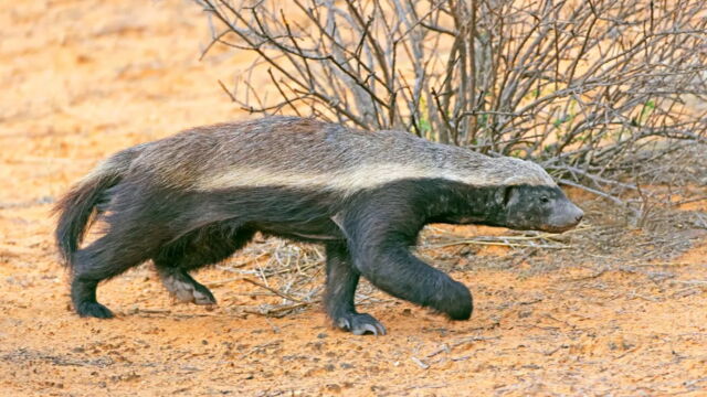 Voici pourquoi le ratel est considéré comme l'animal le plus agressif ...