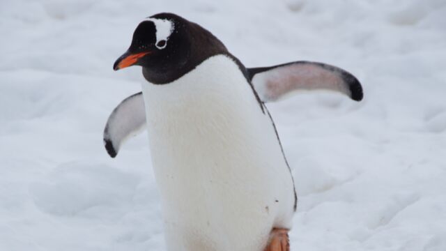 Voici le plus gros pingouin de l'Histoire, c'était un véritable monstre