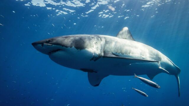 C'est la première fois qu'un grand requin blanc nouveau-né est filmé !