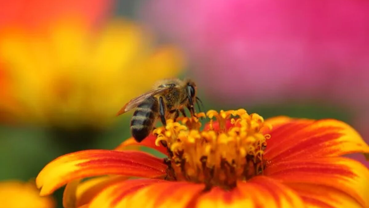 Quelle est la durée de vie d’une abeille — free download