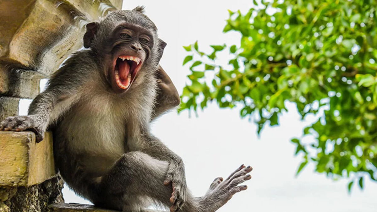 Concours Photo D couvrez Les Clich s D animaux Les Plus Dr les De 2020 Concours Photo D couvrez Les Clich s D animaux Les Plus Dr les De 2020