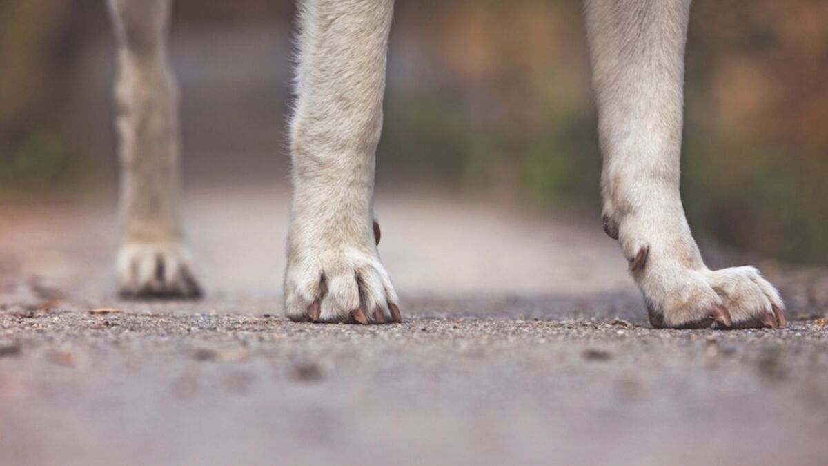 animaux qui marchent sur deux pattes