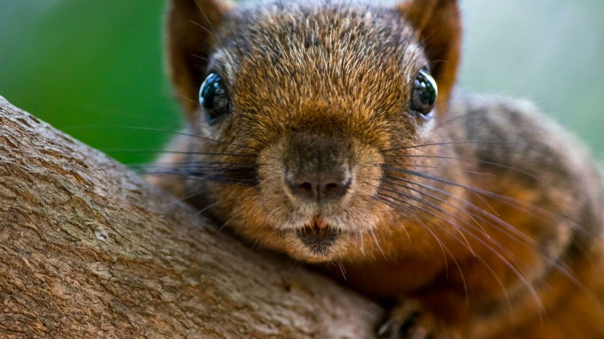 Les provisions de l'écureuil : comment sait-il où sont cachées ses