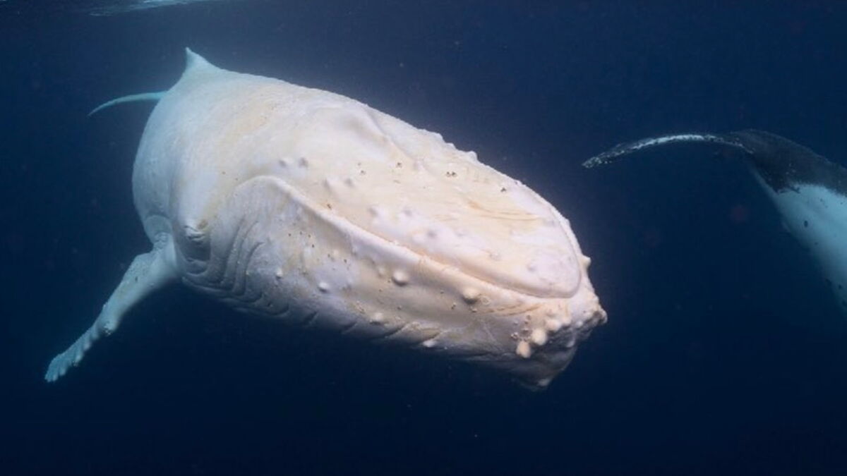 La baleine blanche Migaloo, spécimen ultrarare, a été observée au