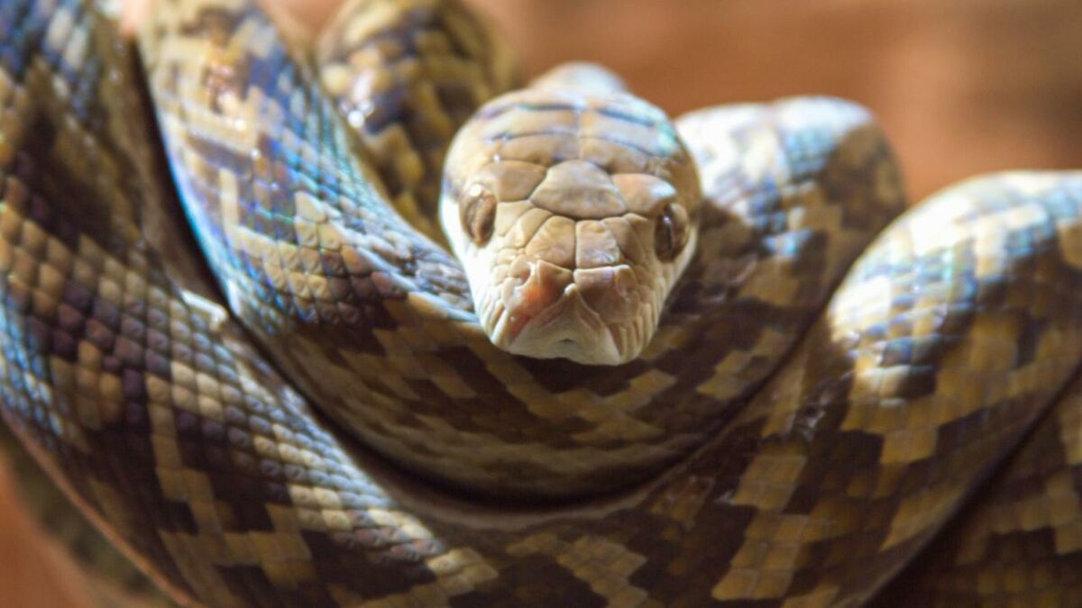 D fense des animaux PETA d voile une nouvelle vid o difiante de serpents gonfl s mort pour leur peau