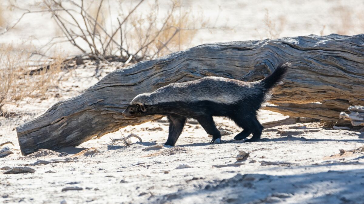 Voici pourquoi le ratel est considéré comme lanimal le plus agressif au  monde