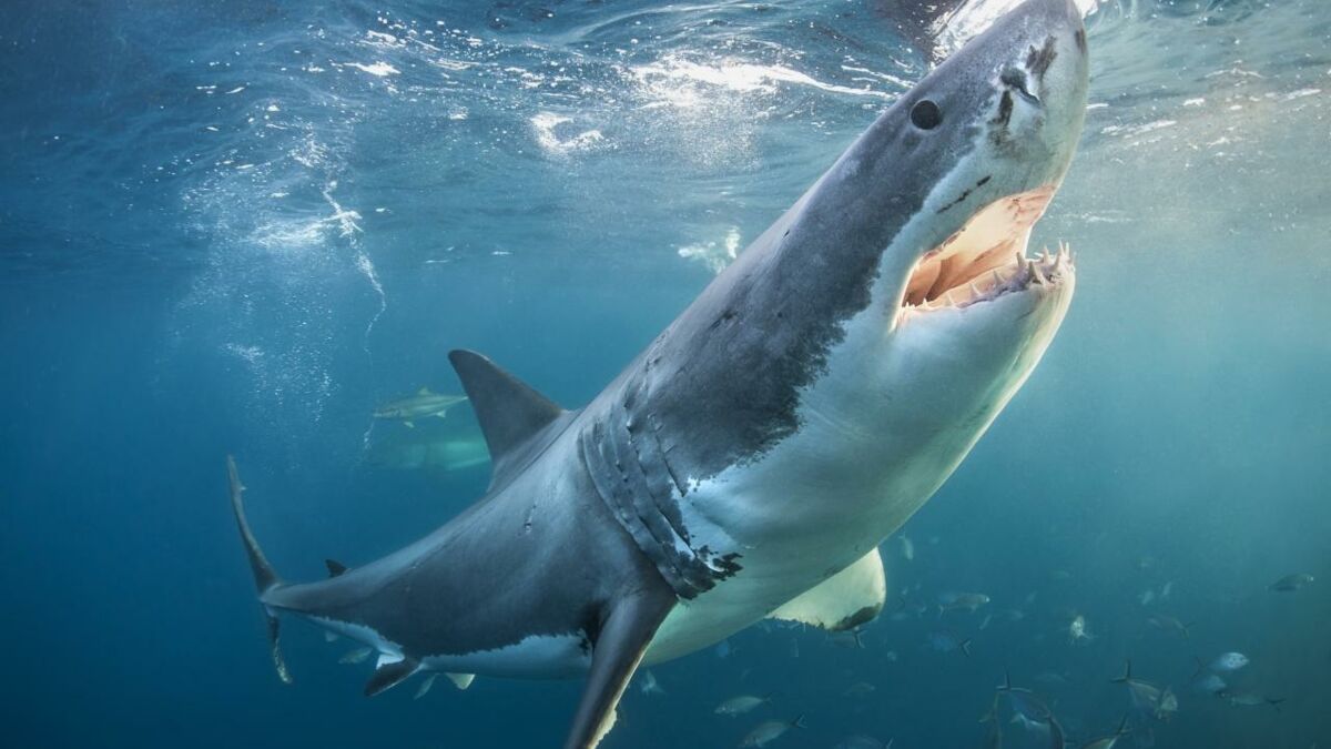 Un requin blanc attaque le bateau de deux Australiens