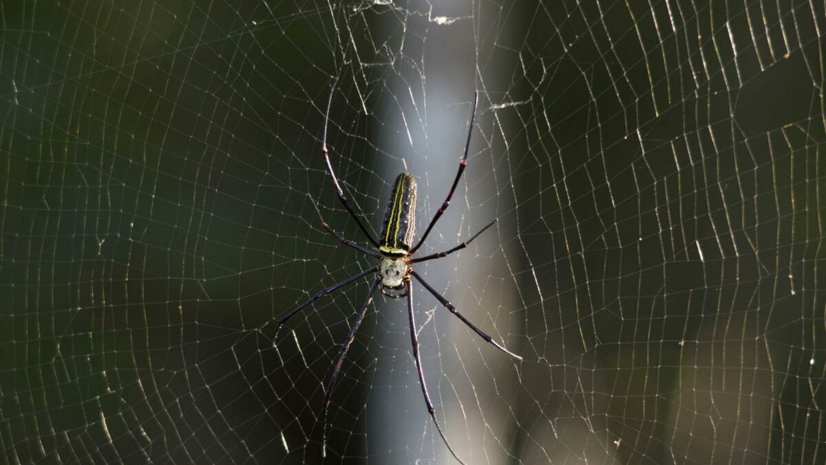 Animaux Heteropoda Maxima Laraign E Qui Va Vous Faire Faire Des Cauchemars