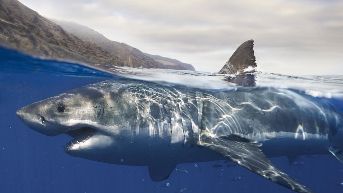 Requin relâché en 2020, un monstrueux spécimen de 650 kg et 4 mètres de long refait surface