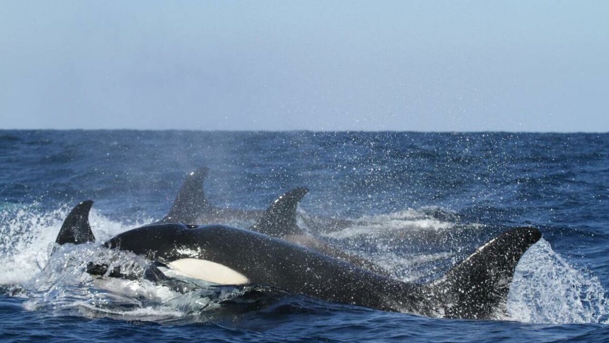 Deux Orques Sèment La Terreur Et Font Fuir Des Grands Requins Blancs