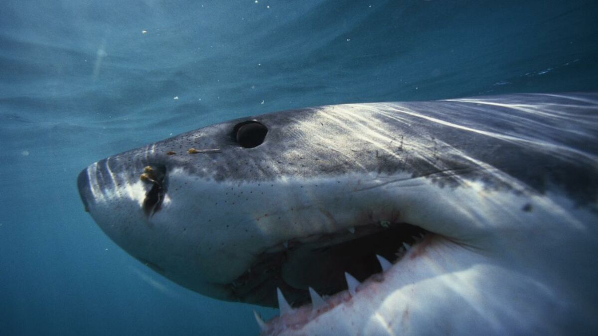 Un enfant de 10 ans attaqué par un requin en pleine mer, une