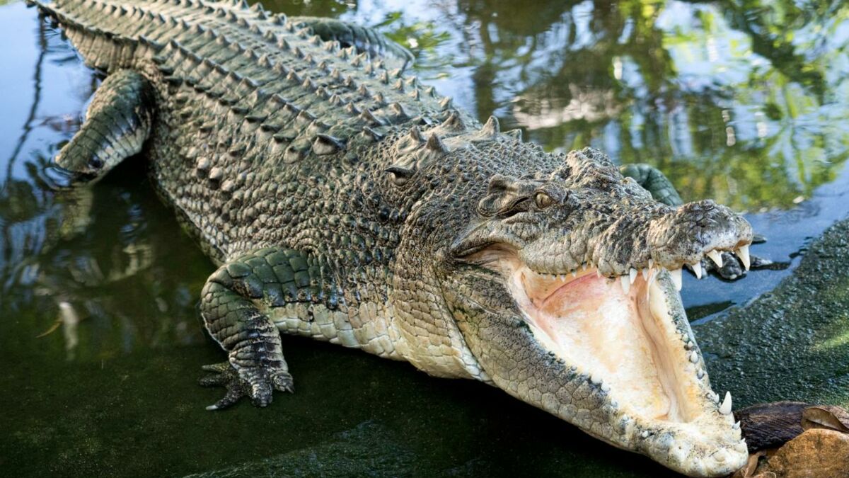 Les crocodiles