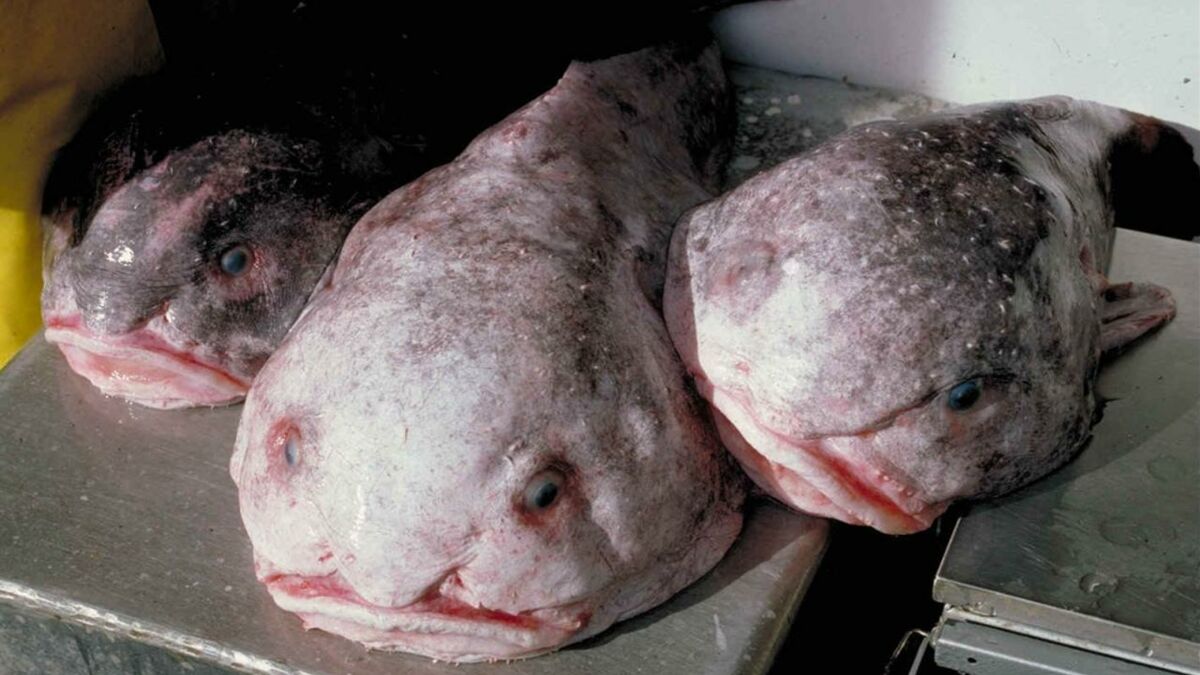 Le blobfish, un poisson vraiment laid : comment et où vit-il ? Tout savoir  sur le blobfish