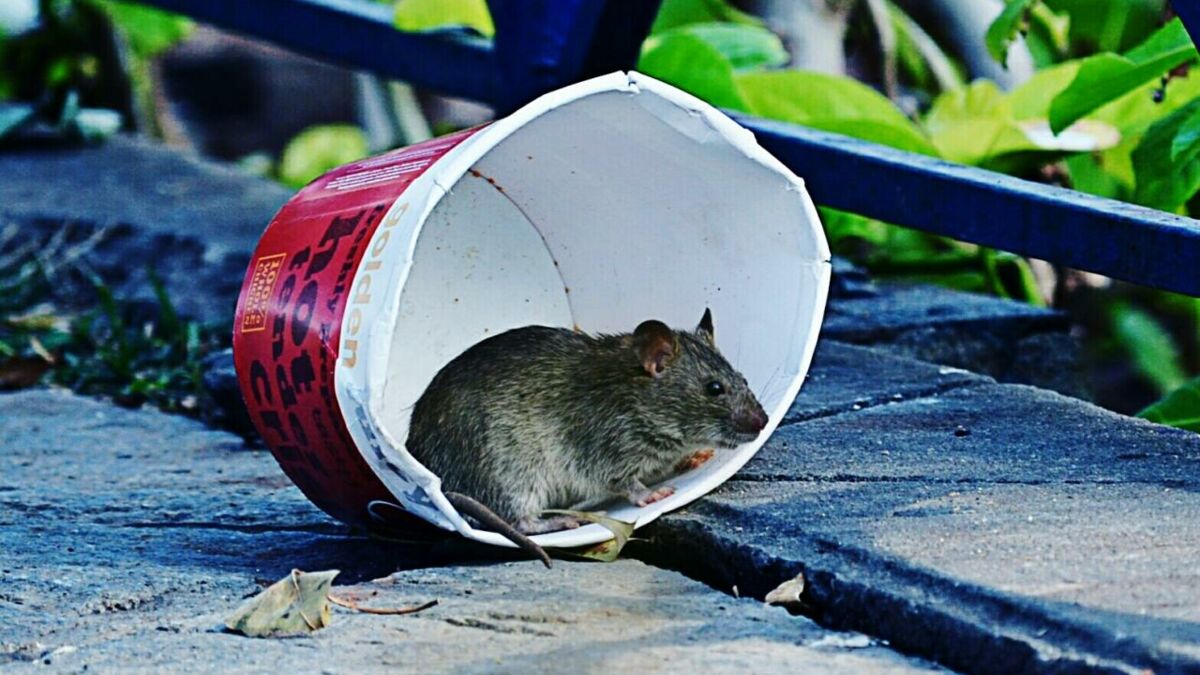 Les dangers du poison pour souris chez l'humain et la nature