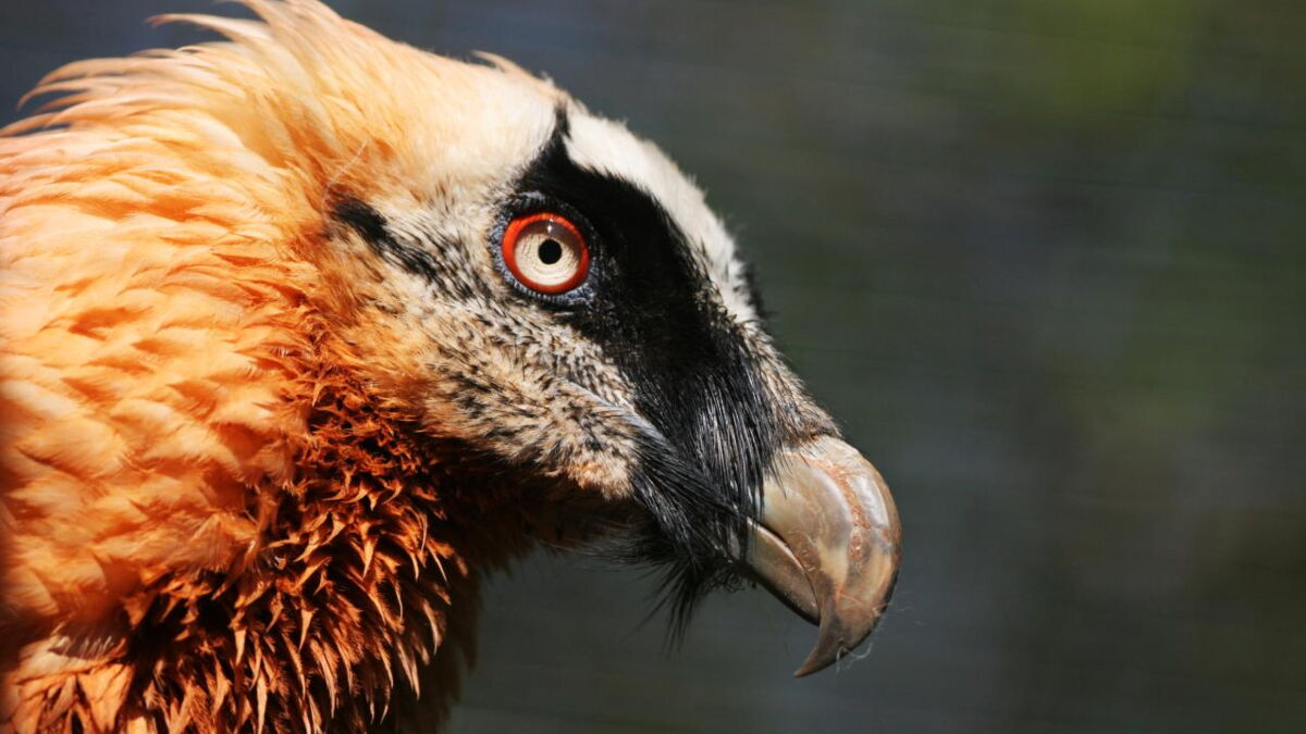 Le plus gros rapace d