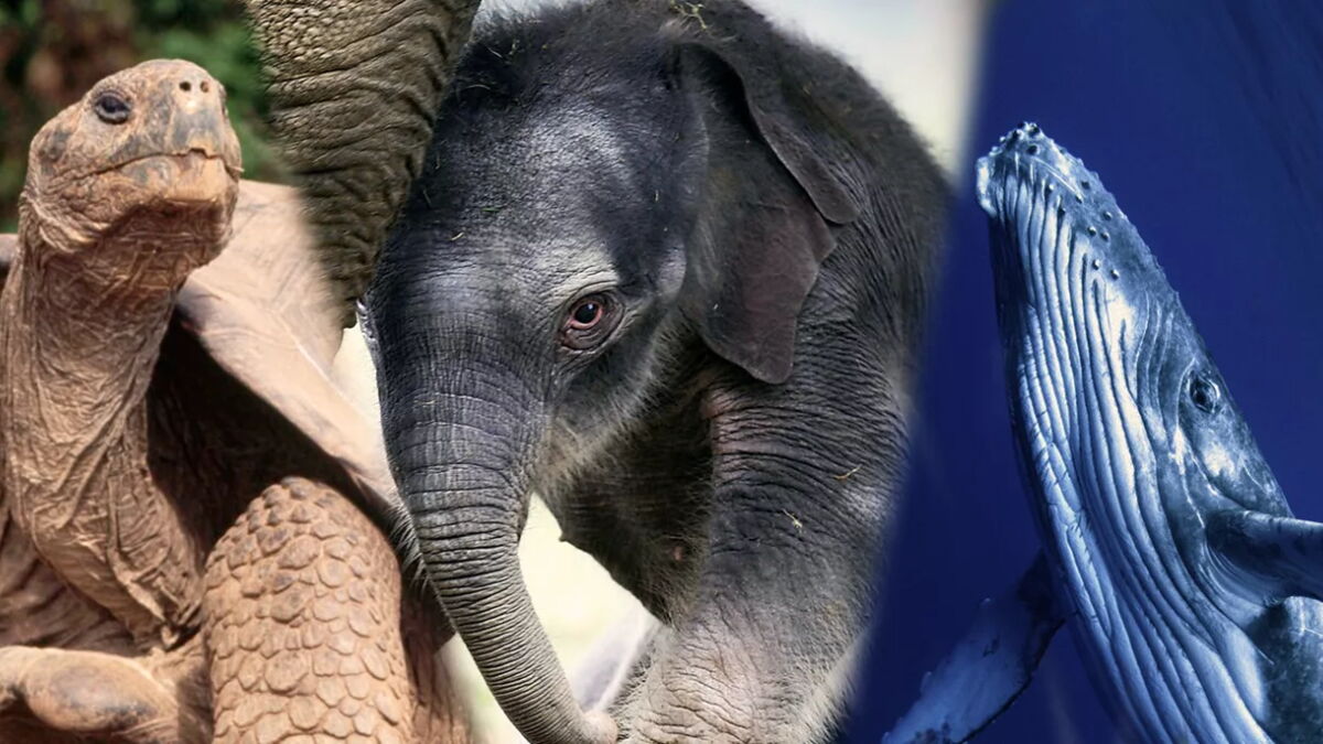 Quel est l'animal qui vit le plus longtemps — free download