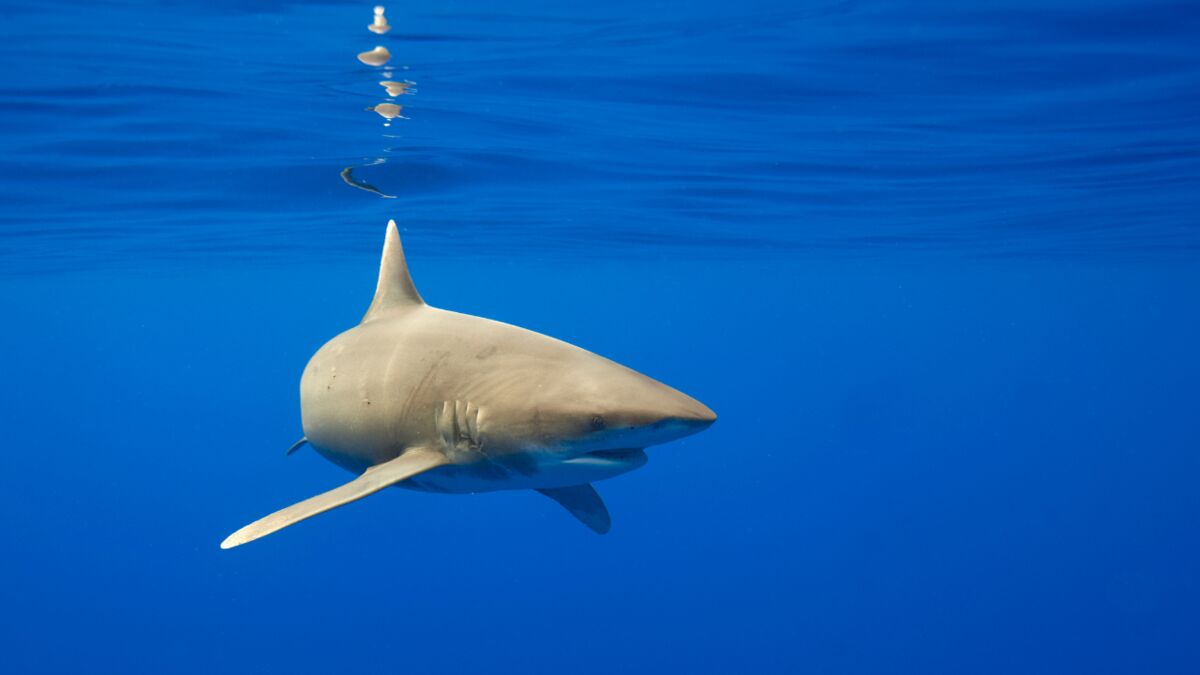 Ce chasseur sous marin chappe une attaque de requin d une mani re tr s improbable