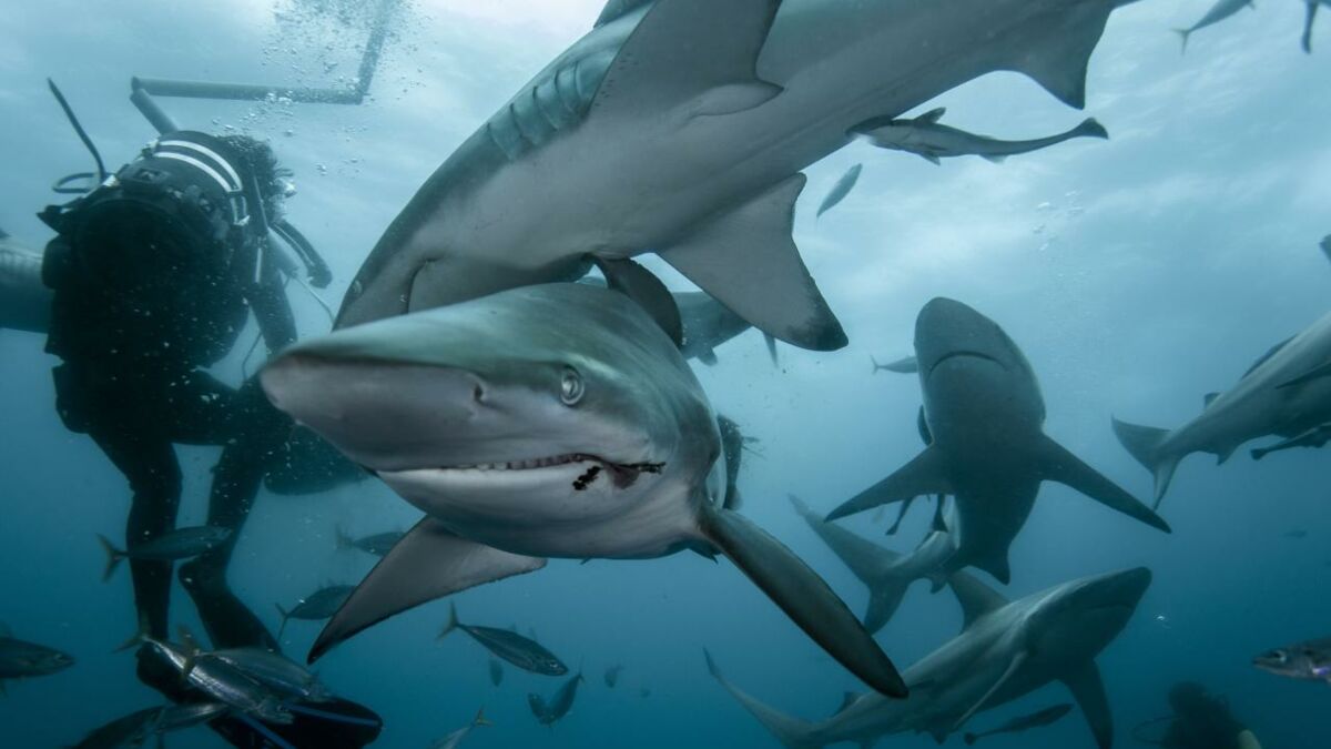 Les attaques de requins sont plus fréquentes dans l'Atlantique que